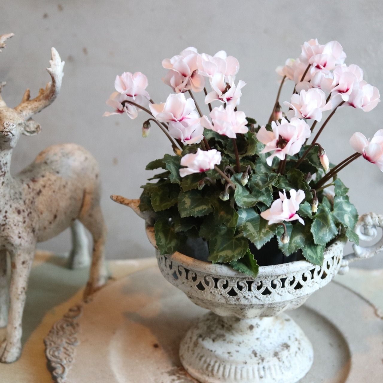 シクラメン　スクリュースター　ホワイト　届いてすぐ玄関に飾れる シクラメン