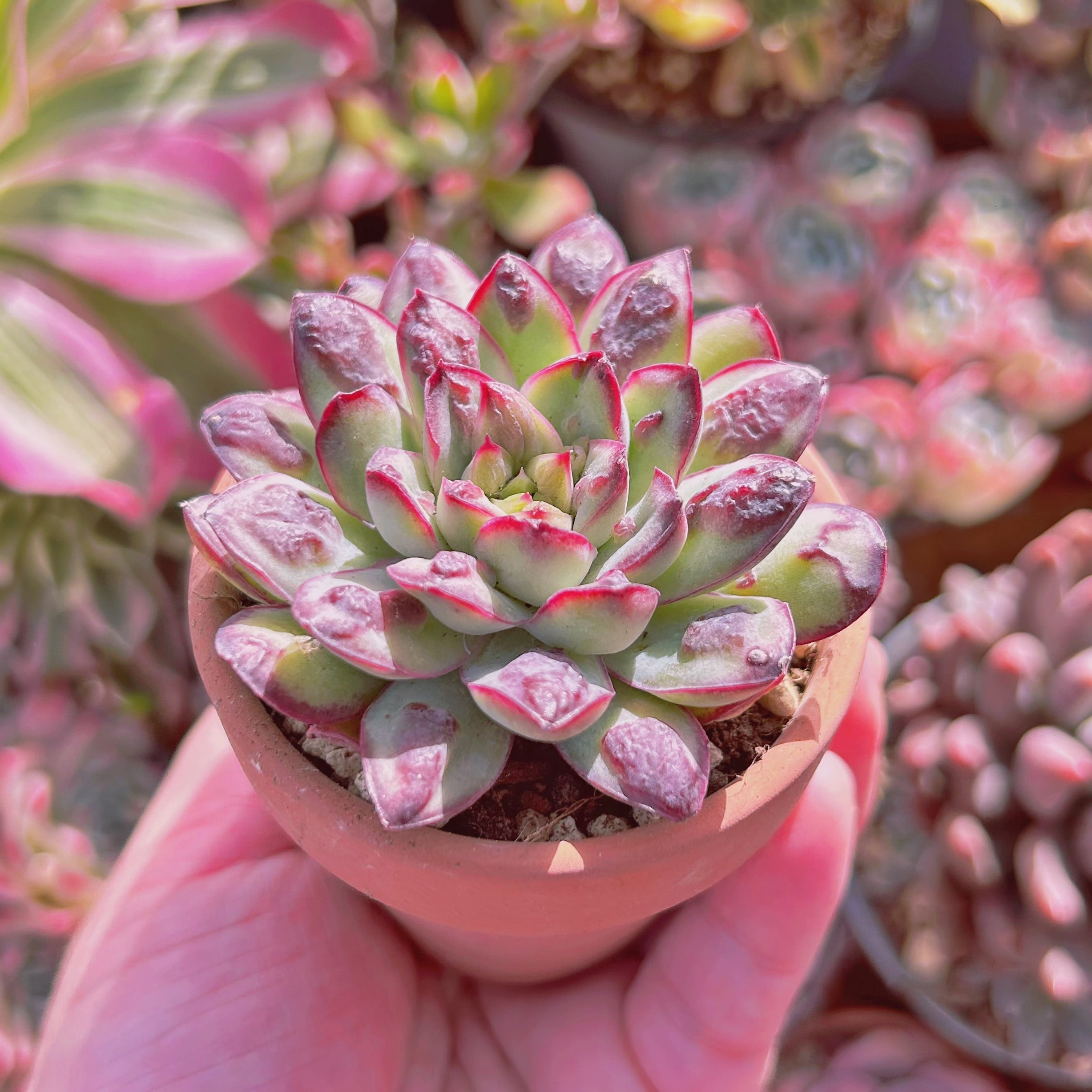 多肉植物 Echeveria 新品種 コブメキシコポルデンシス | るる農園~多肉