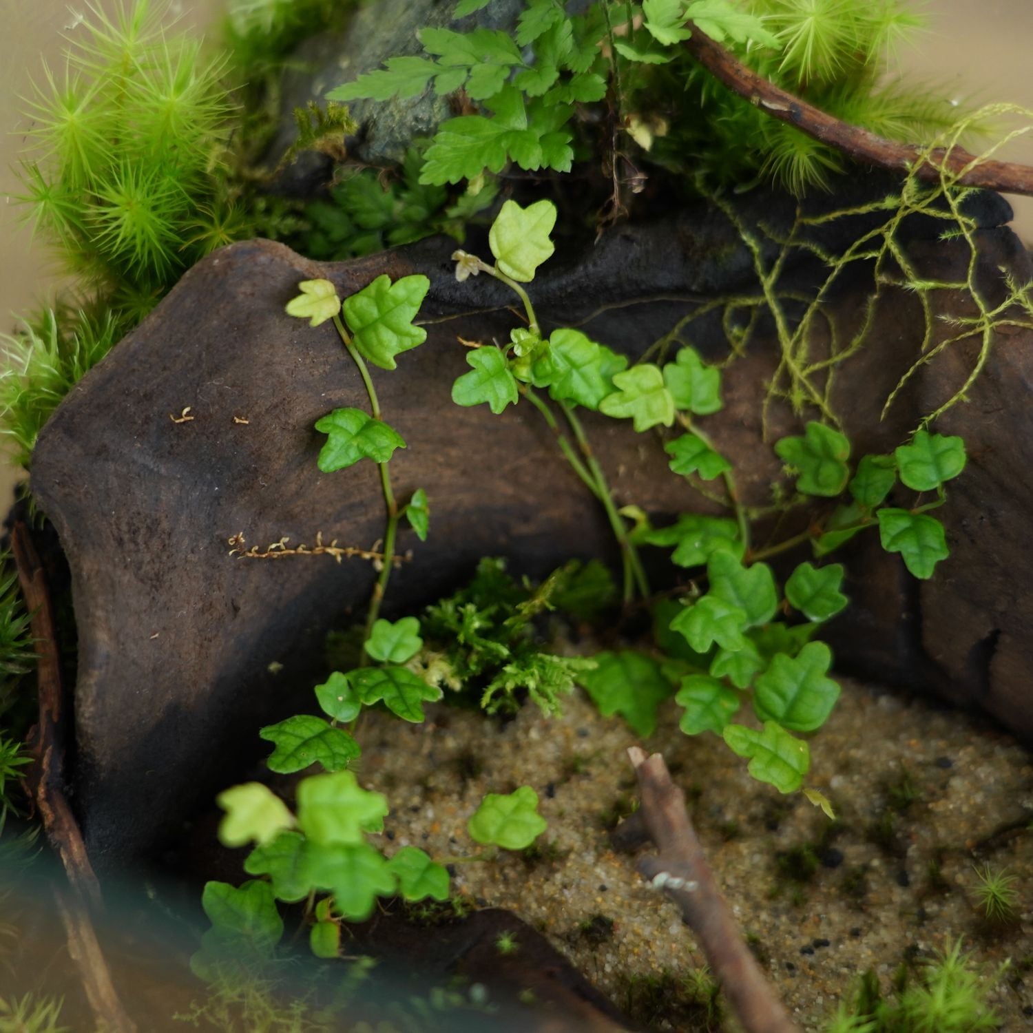 コケリウム水槽　(ヒメイタビ　屋久島産) 屋久島産ヒメイタビ Ficus thunbergii ｜苔テラリウム作製用素材◇壁面