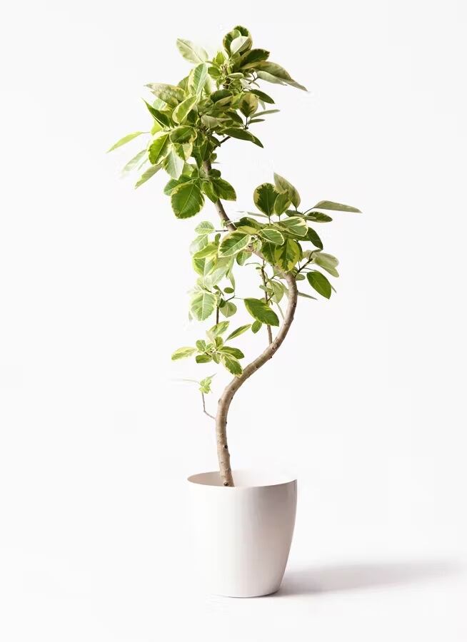 観葉植物 オリーブの木 10号 チプレッシーノ プラスチック鉢 | CAgarden