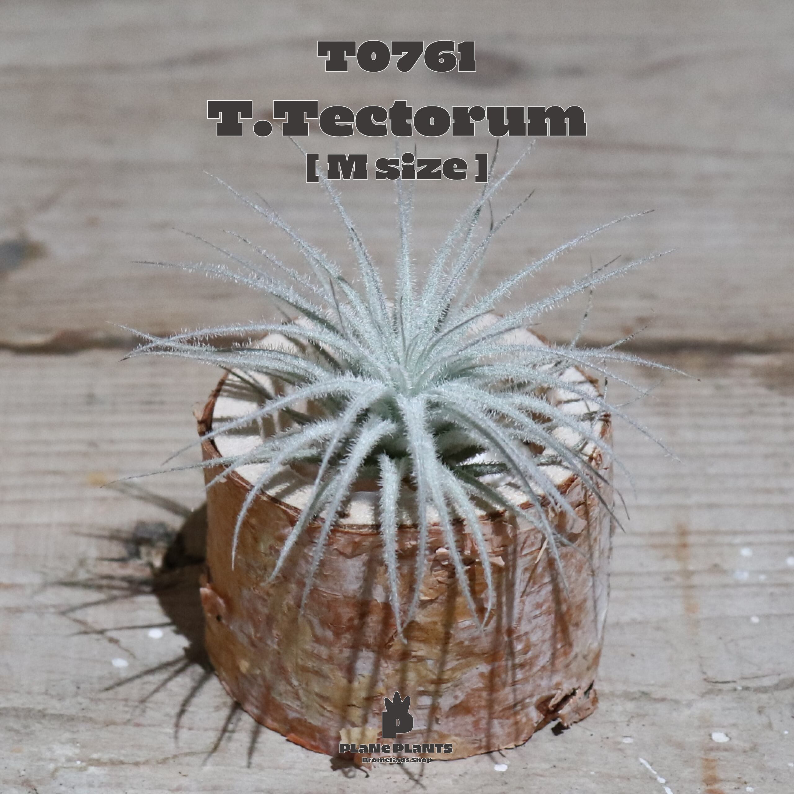 【送料無料】テクトラム M〔エアプランツ〕現品発送T0761