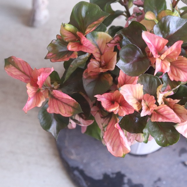 アルテルナンテラ ファニードレス｜新色＊寄せ植えを華やかにするカラーリーフ