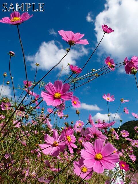 三田　秋桜　JPEG