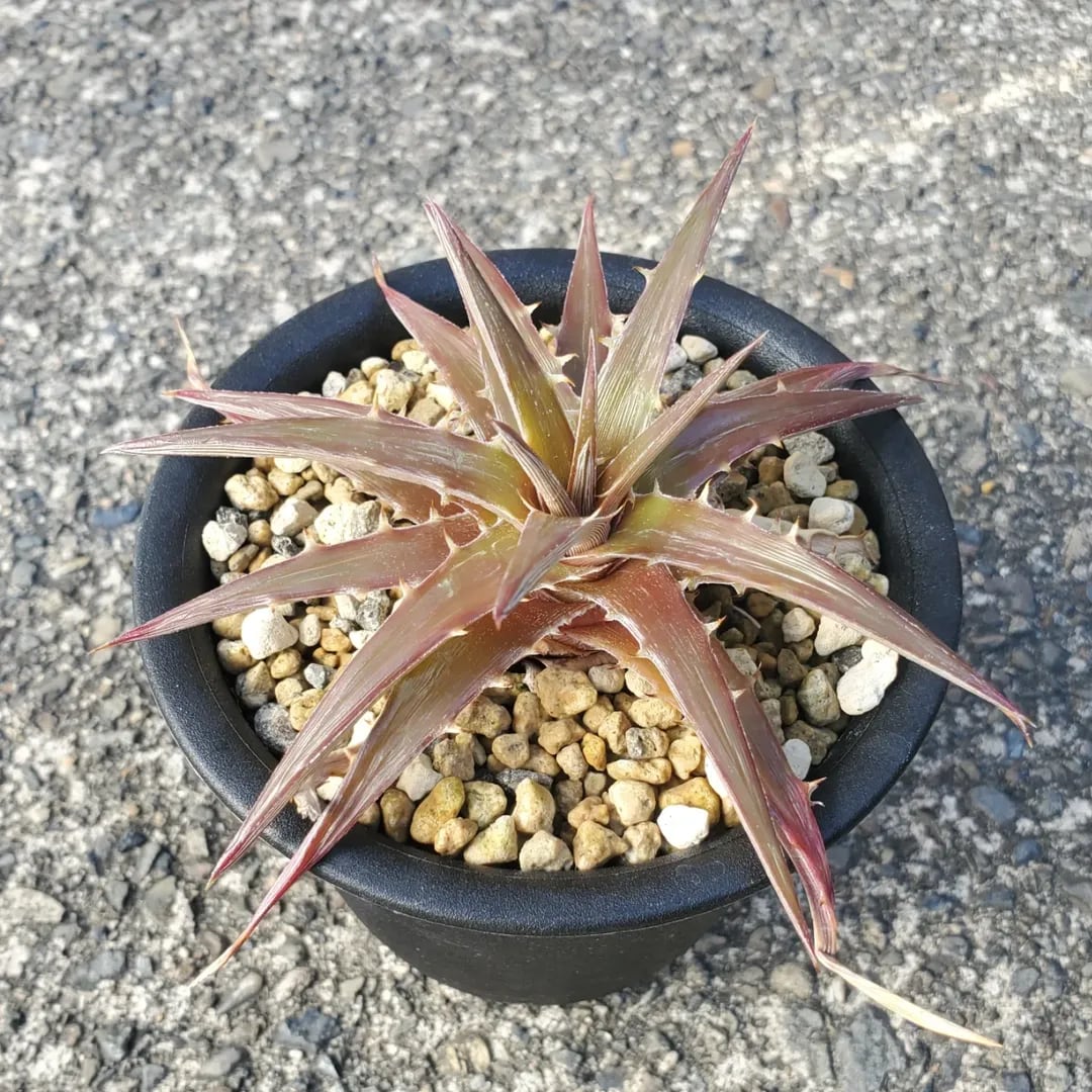 モト　ディッキア　姫乱れ雪錦 2025年最新】アガベ姫乱れ雪錦の人気アイテム - メルカリ