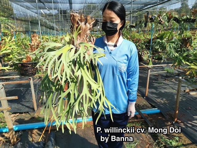 P. willinckii cv. Mong Doi (pup)【artPLANTs/PLANTS GARAGE】ビカクシダ/Platycerium