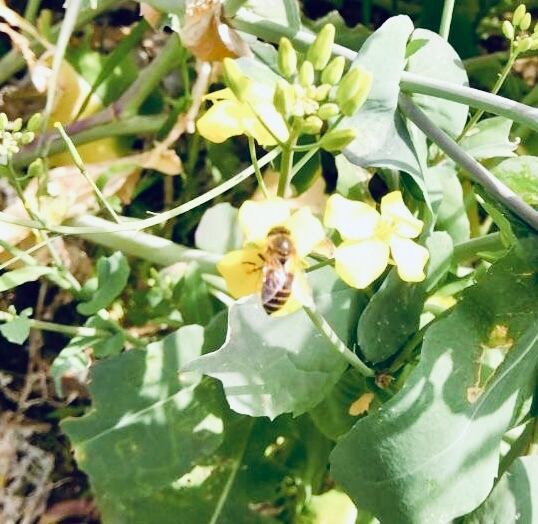 【稀少】ニホンミツバチの百花蜜550g ニホンミツバチの百花蜜『山の蜜』を好評販売中／宮崎県諸塚村特産品