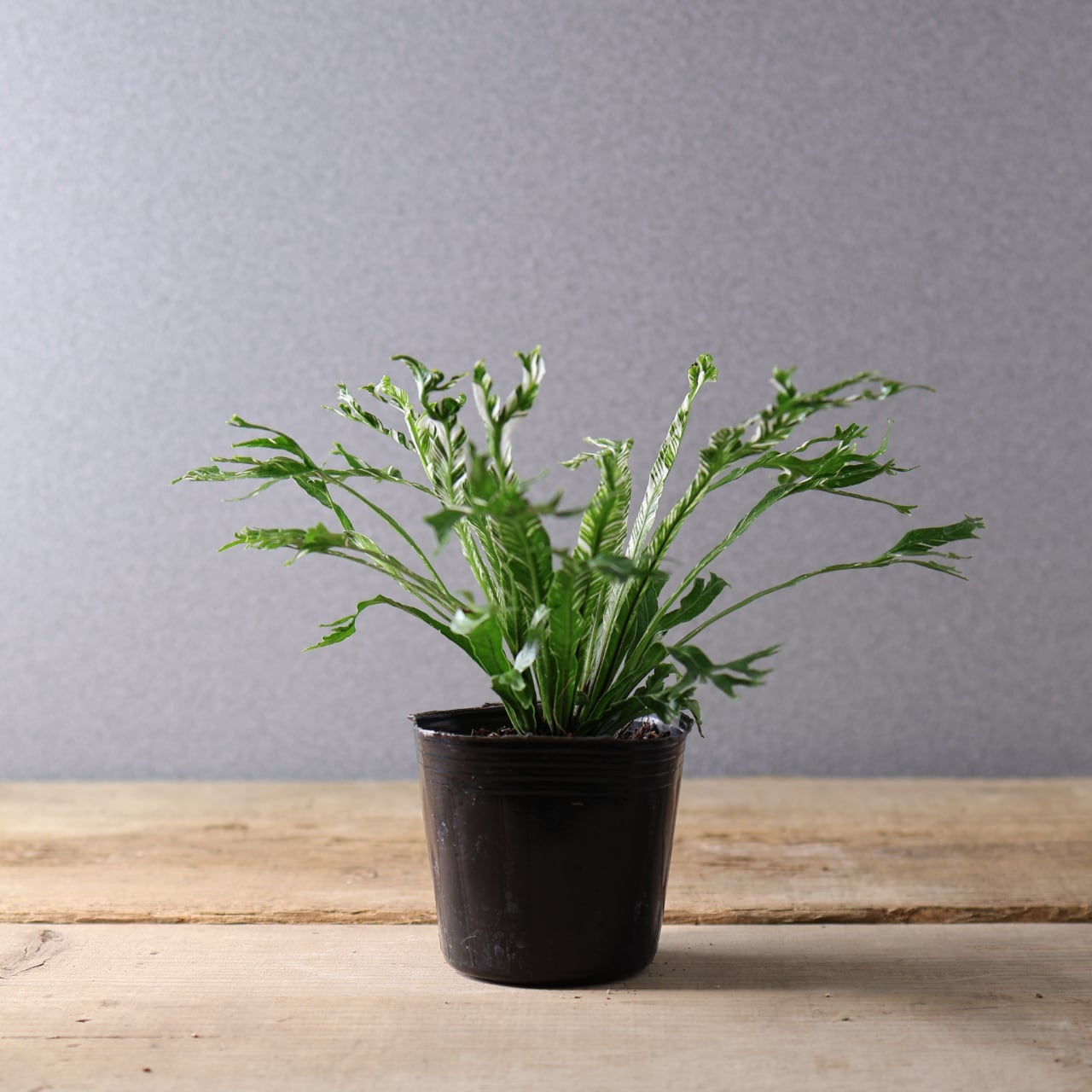 397 光を受けて輝く『アスプレニウム ニダス 斑入り』観葉植物 【送料