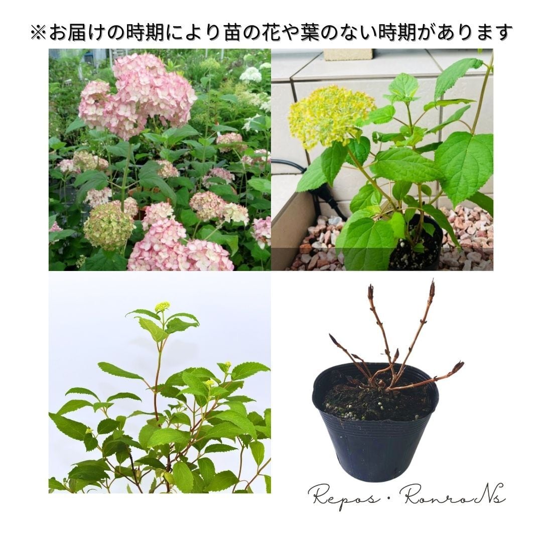 アジサイ：八重咲きアナベル・ヘイズスターバースト（5号）新品種