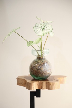 【S】カラジウム ストロベリースター/土不使用 ※フラワーベース付き