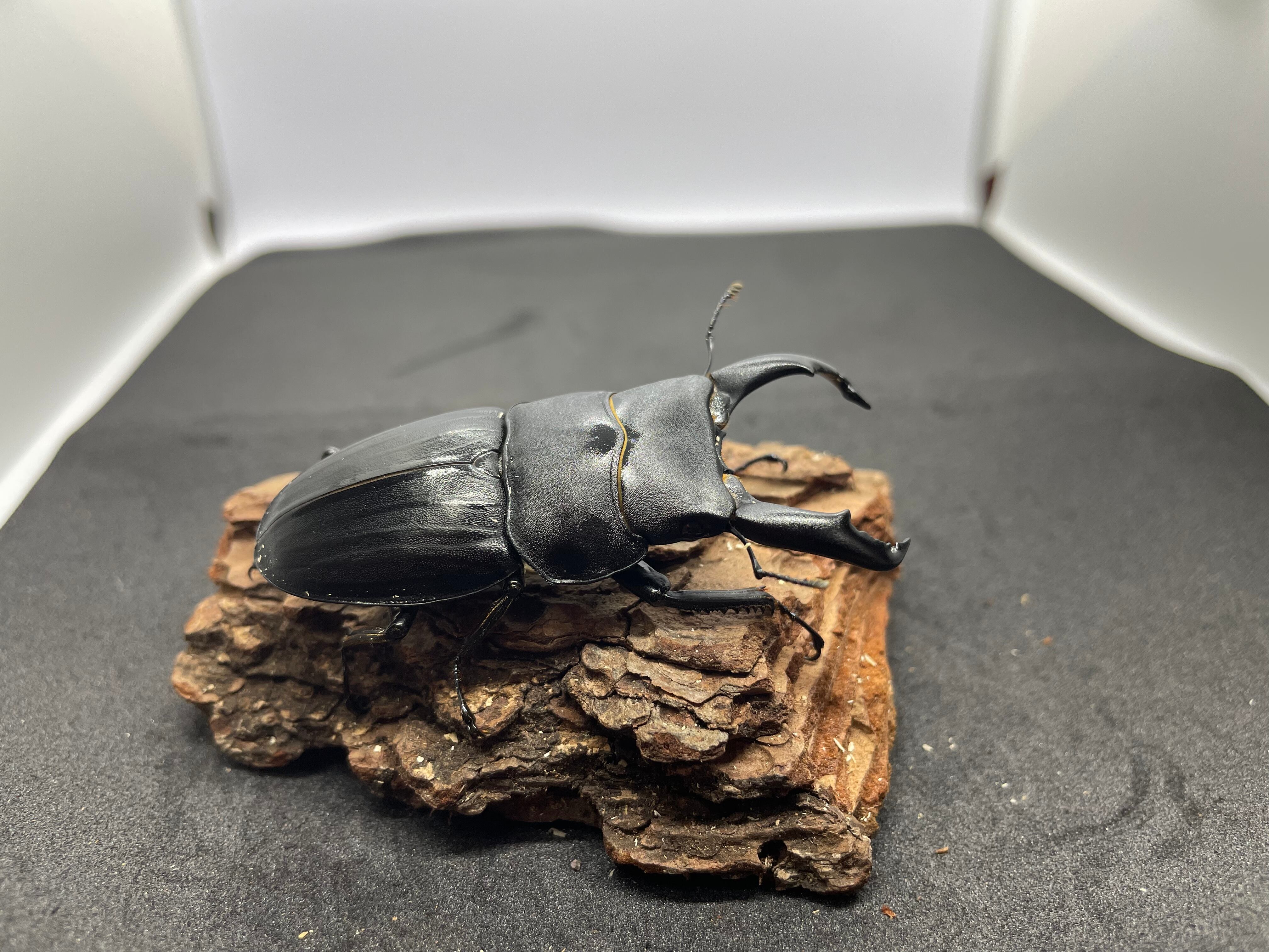 スジブトヒラタ大型♂標本 スジブトヒラタ大型♂標本 スジブトヒラタ