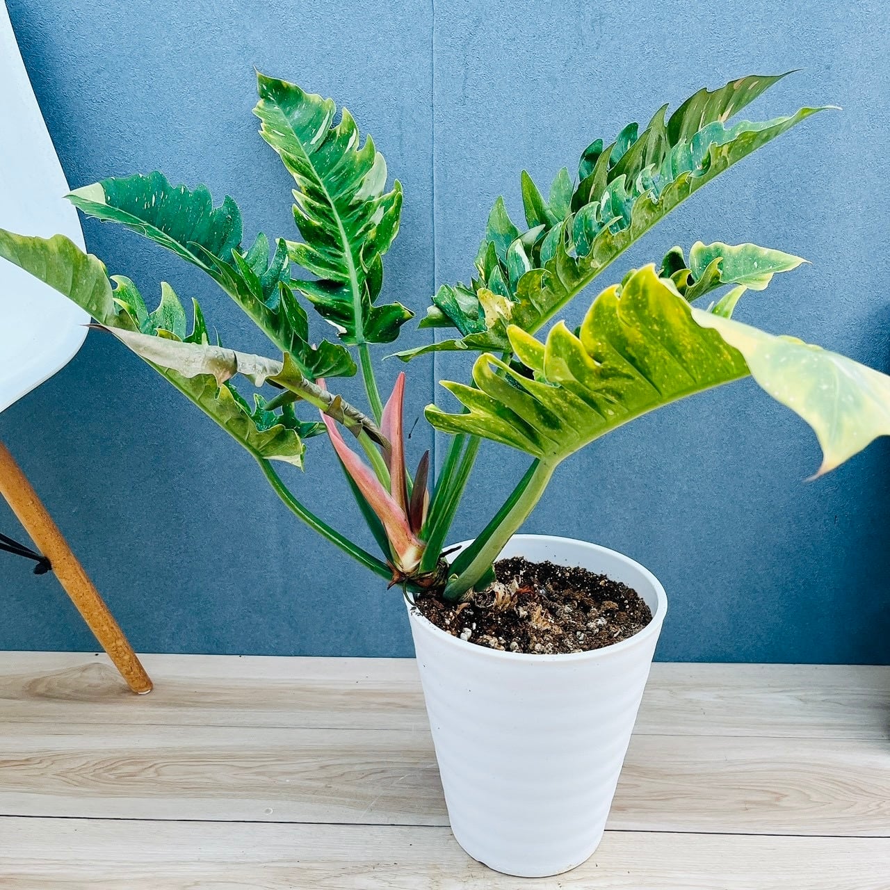 フィロデンドロン 斑入り 観葉植物 現品］【珍しい】3番 フィロデンドロン リングオブファイア 8号 観葉