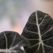 【斑入り】アロカシア ブラックベルベット / Alocasia reginula 'Variegated'