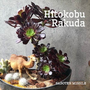 Hitokobu Rakuda