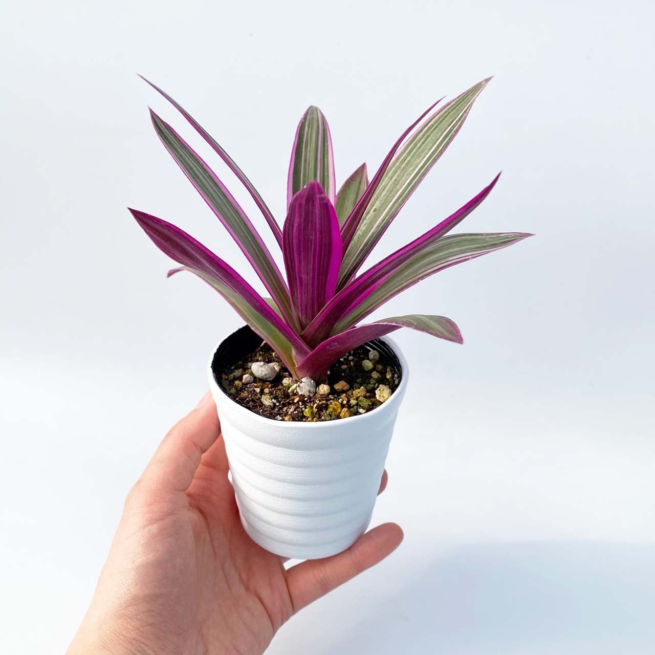 おもと鉢 直径12cm Www Splashecopark Com Br