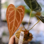 Anthurium Mystic A88 / 'Dorayaki' × 'Redcrystallinum' (NSE)