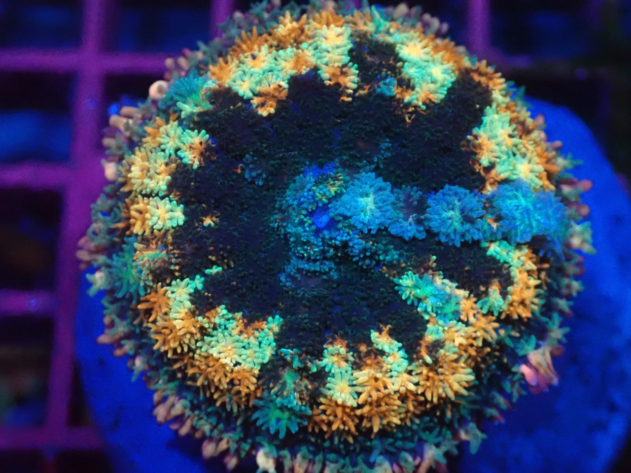 FrankensteinMushroom