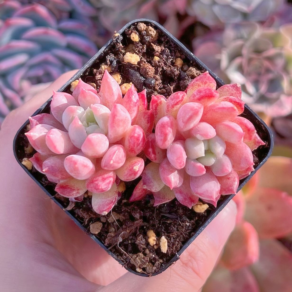 現品　ベビーチーク#630   2頭　るる農園