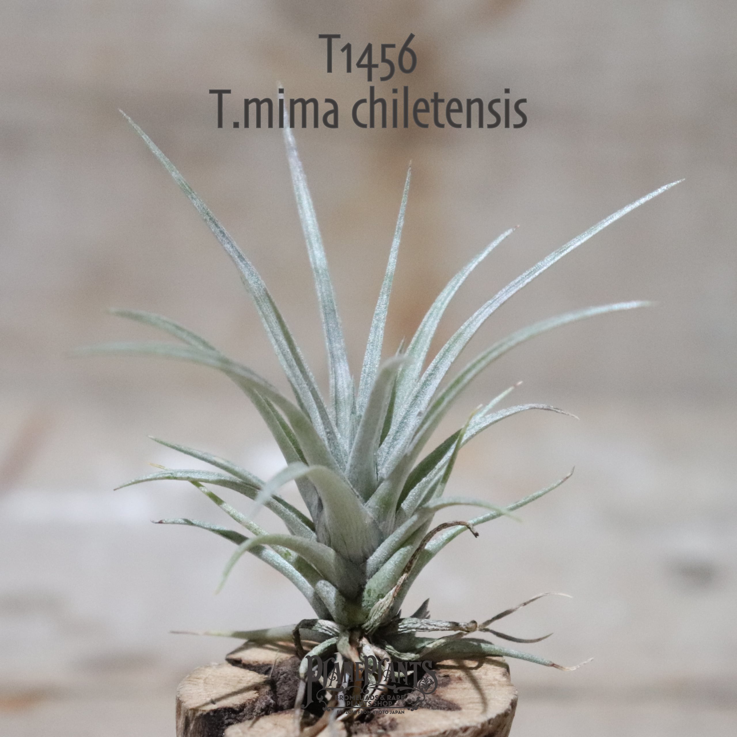 菫〉Tillandsia ミマ ミマ ティランジア チランジア エアープランツ