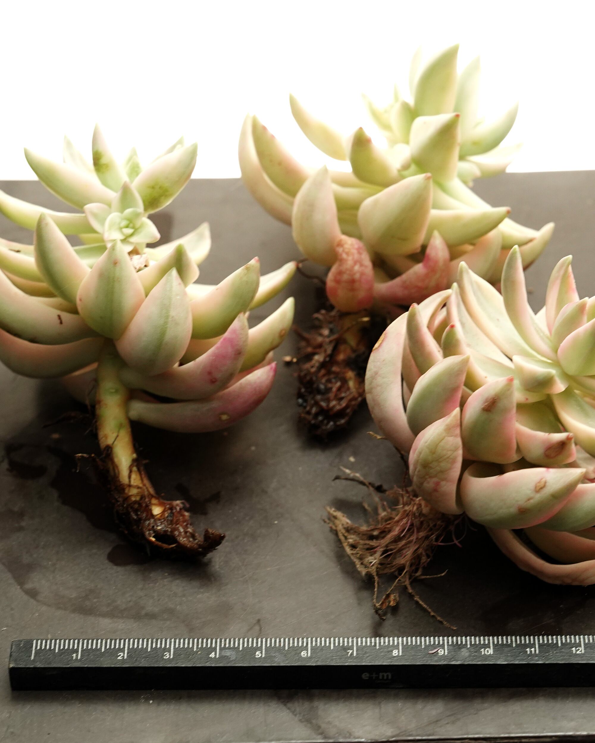 発根済カット苗 プリン錦 【日本初上陸？！】 Graptopetalum 'Pudding