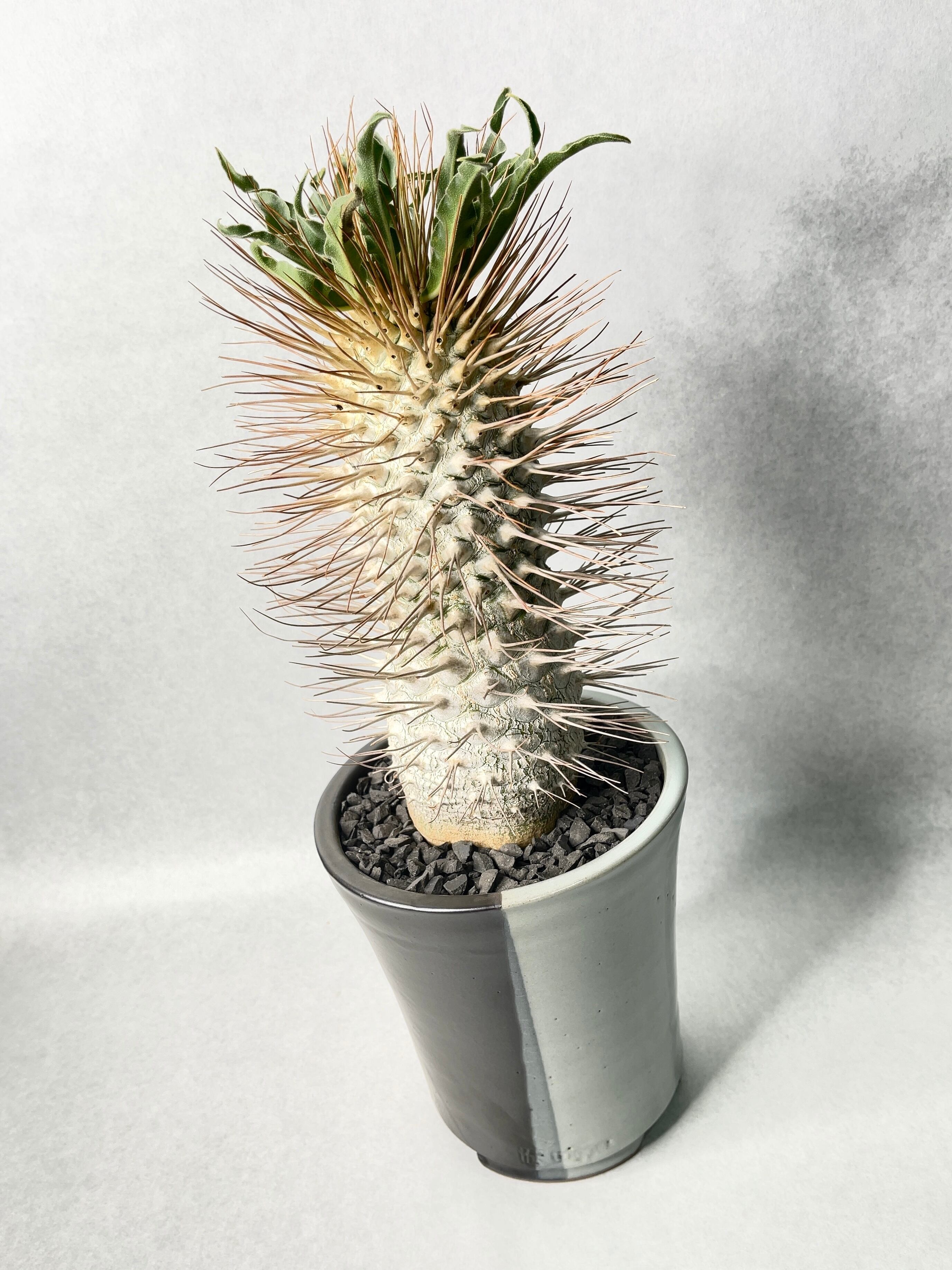 パキポディウム 光堂 ナマクアナム 接木 【公式通販】