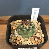 サボテン ツルビニカルプス アロンソイ【503】