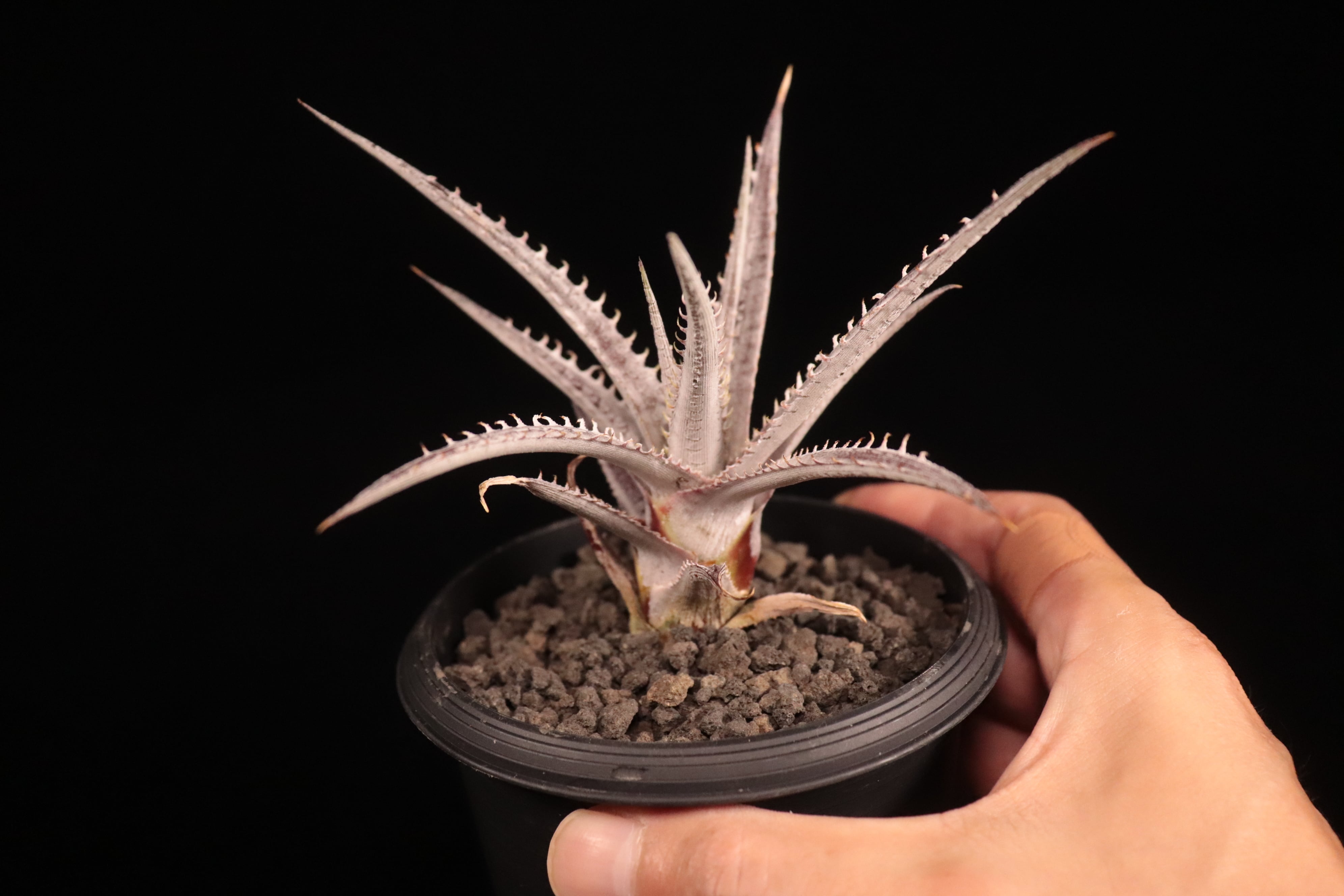 送料無料】Dyckia 'Armorgon'〔ディッキア〕現品発送D488 | PAY ID