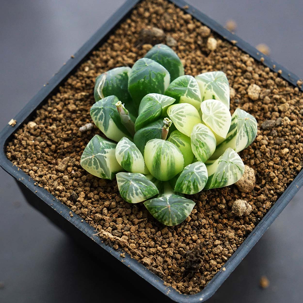 L ハオルチア ダルマオブツーサ 達磨オブツーサ 抜き苗