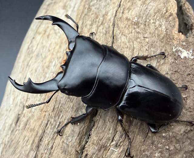 【WD】《ラマヒラタクワガタ 52.5mm ペア》