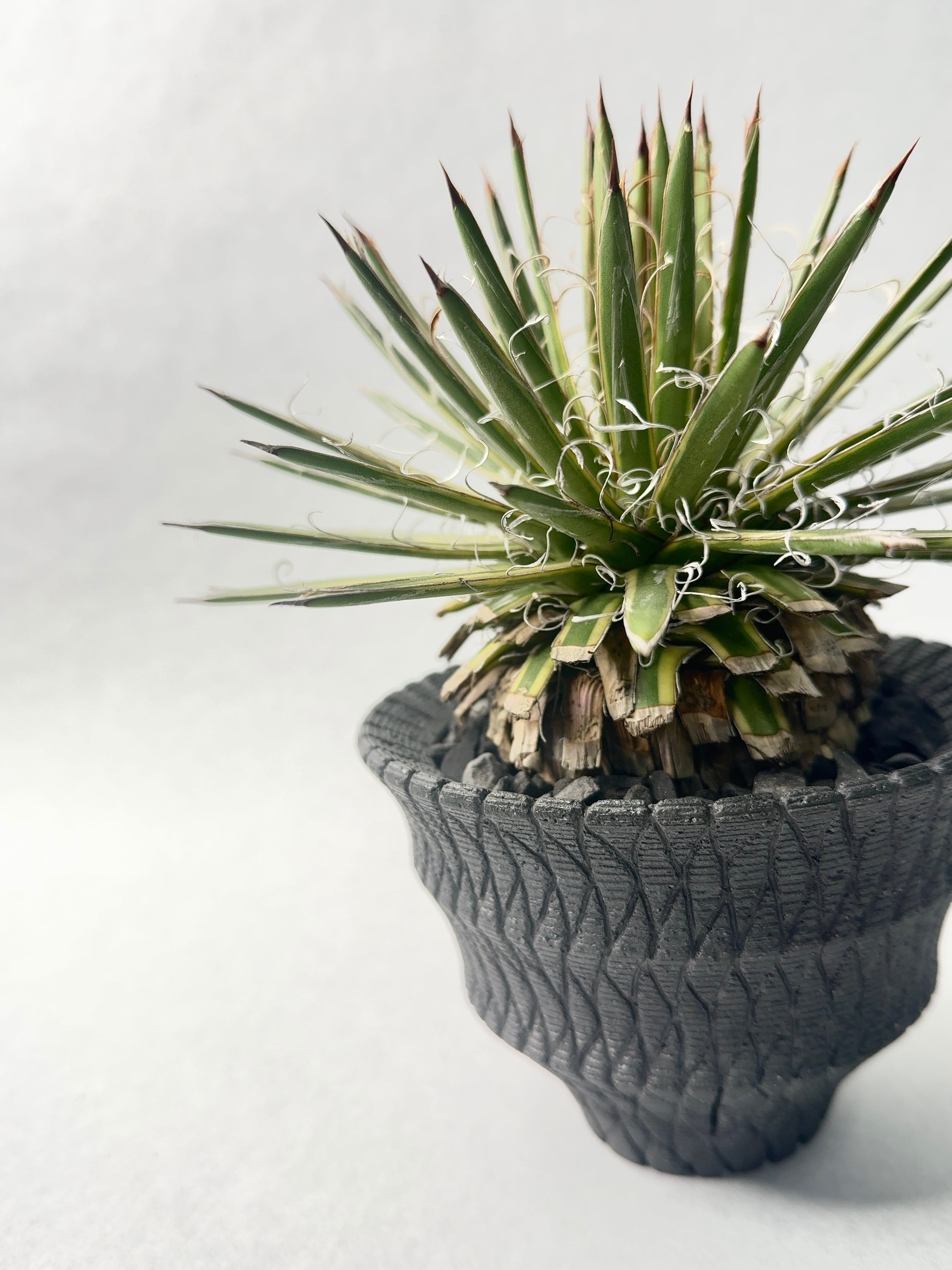 アガベ・滝の白糸錦 古木 | trigger