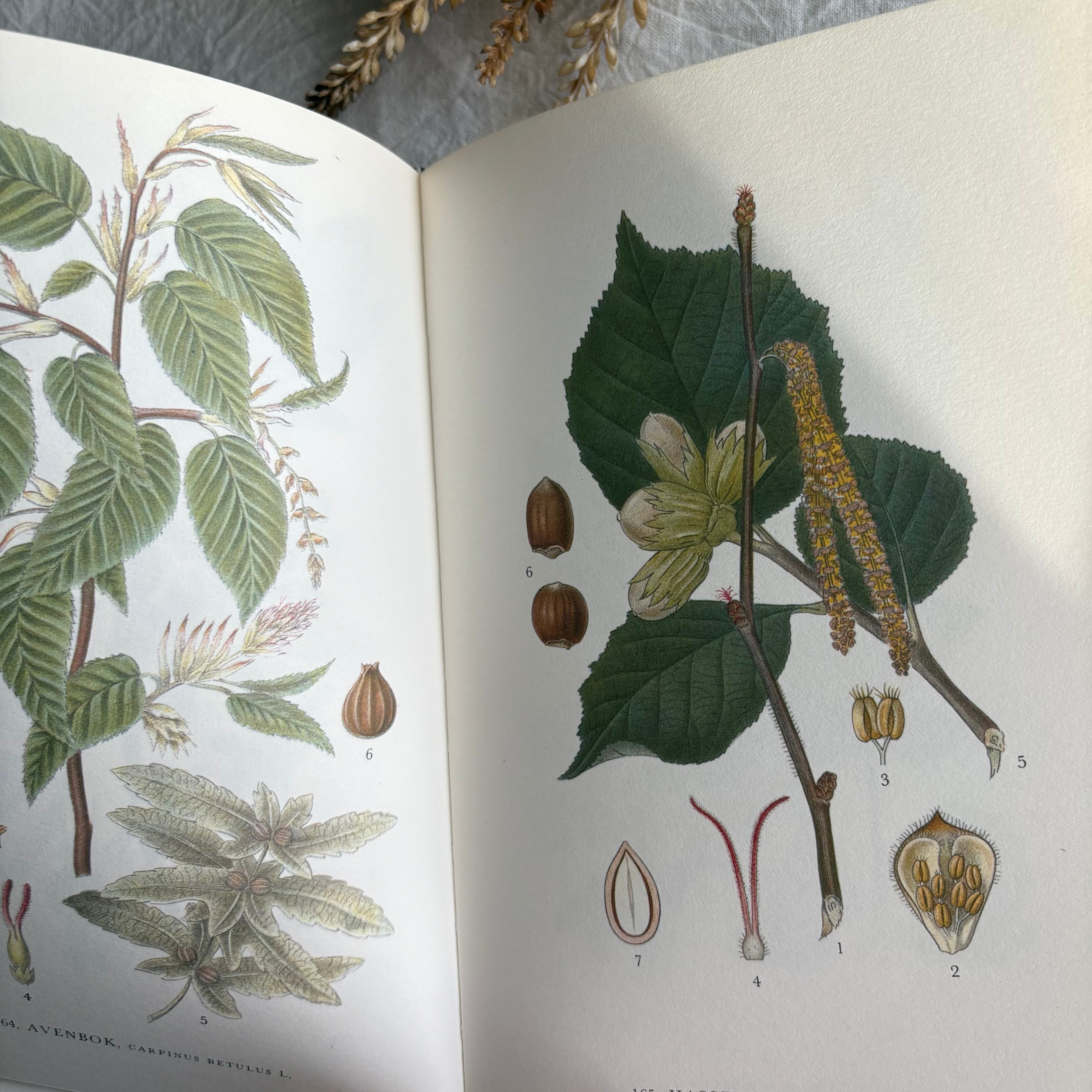 スウェーデン ヴィンテージ植物図鑑 Nordens Flora 第6巻 洋書