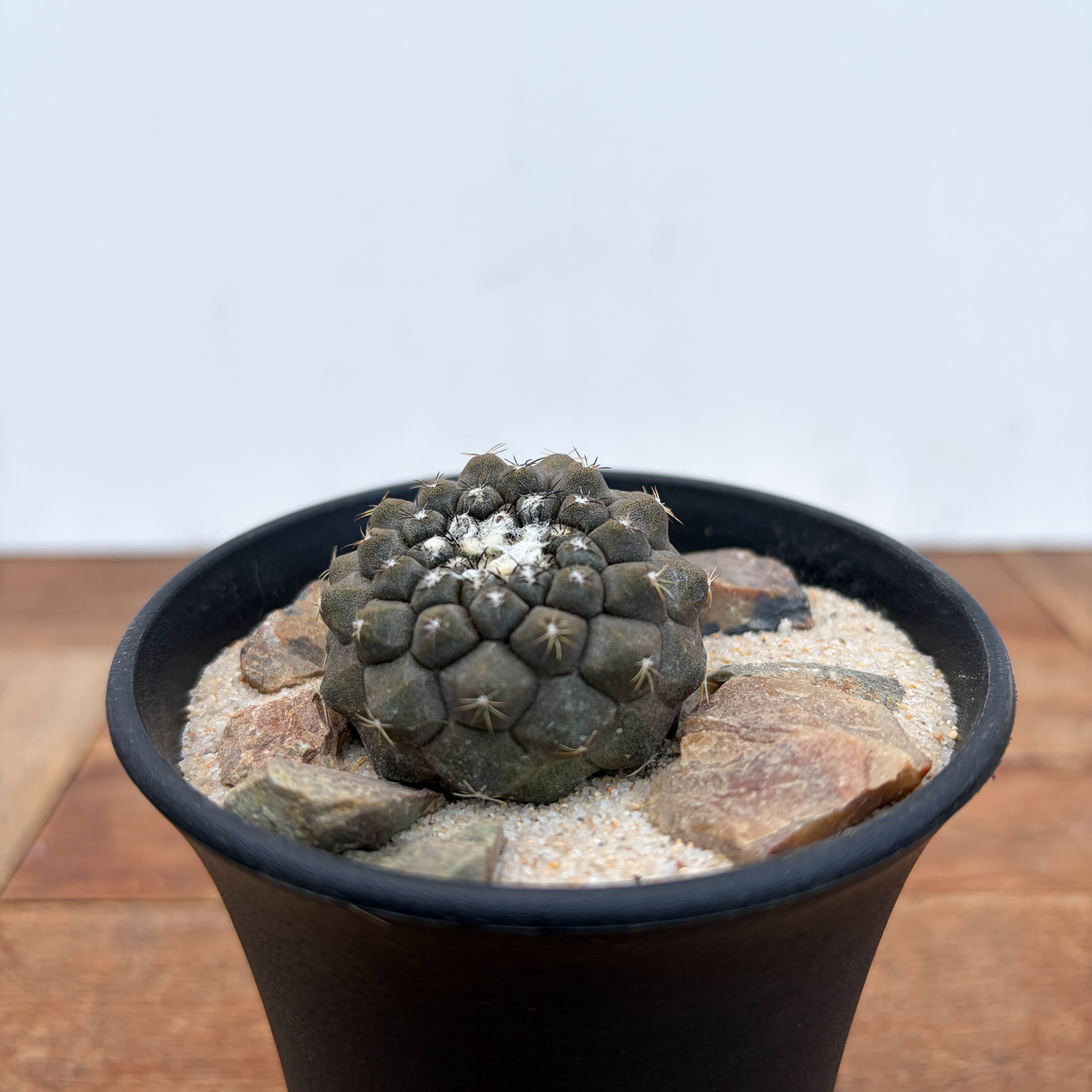 Copiapoa hypogaea【コピアポア・ヒポガエア】 | RIMO'S GREEN