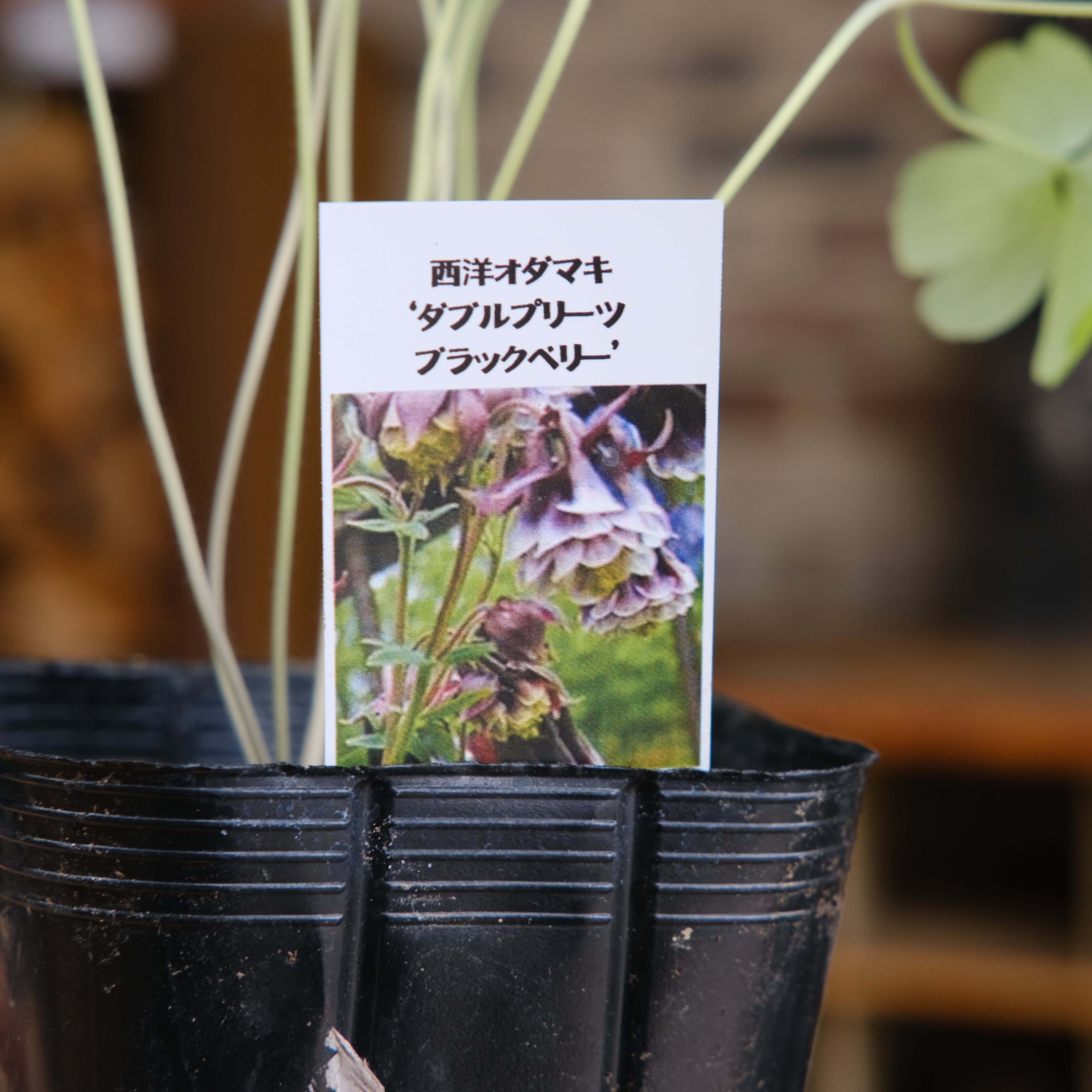 新品種！オダマキ《 ダブルプリーツ ブラックベリー 》 | グリーン
