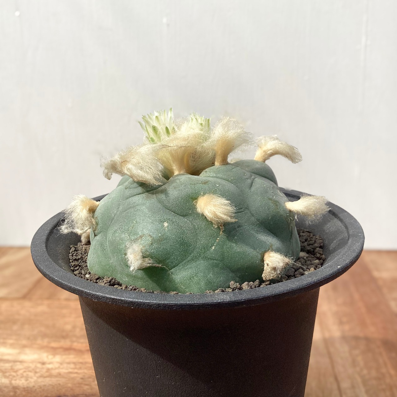 Lophophora diffusa【ロフォフォラ・グリーン多毛デフューサ】
