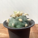 Lophophora diffusa【ロフォフォラ・グリーン多毛デフューサ】