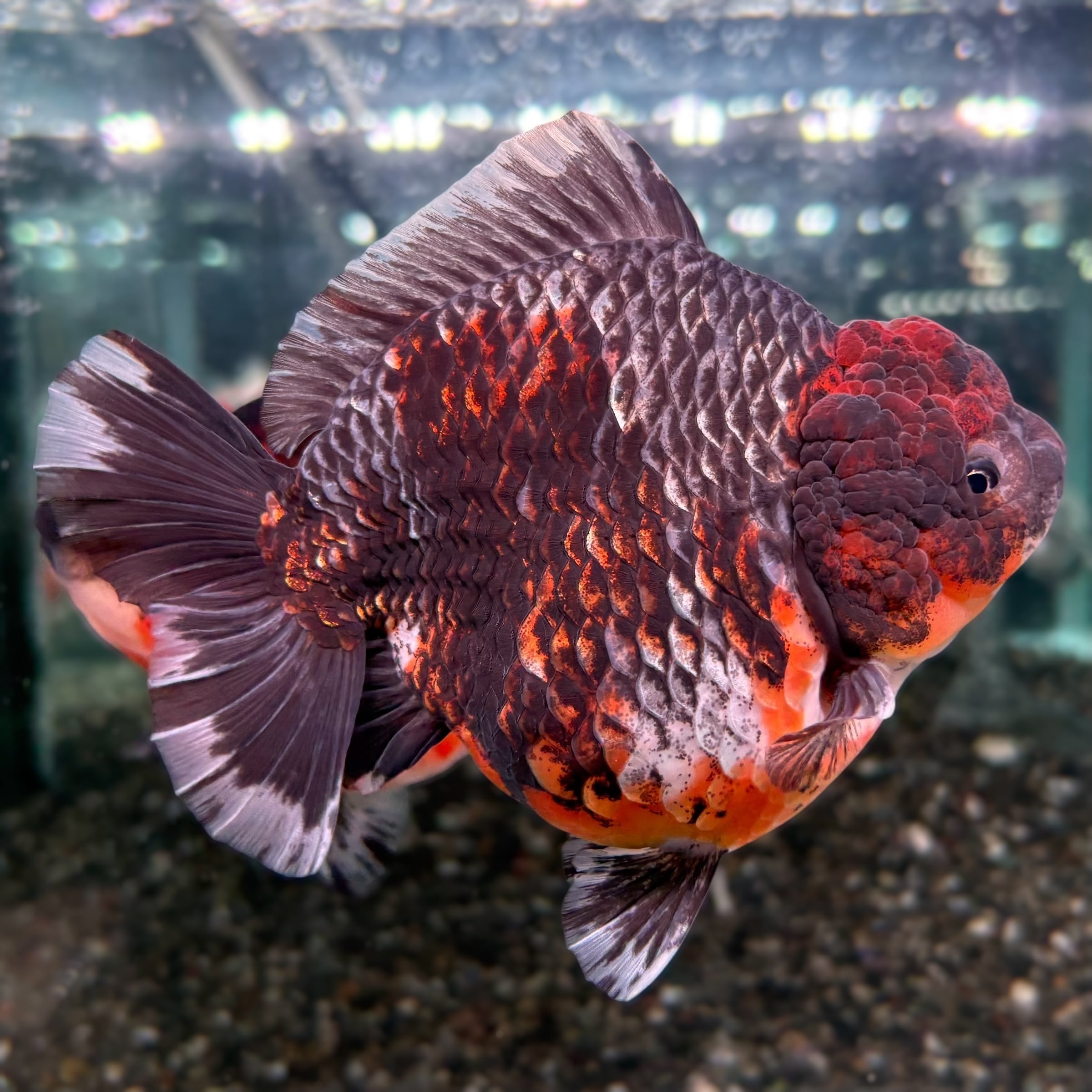 オランダ獅子頭 | 金魚専門店 AQUASHOP 悟空
