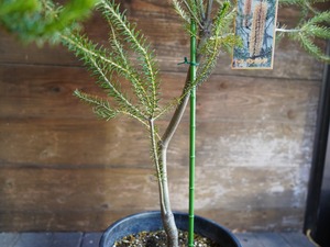 【現物】バンクシア　”エリシフォリア” (ヒースバンクシア)　A