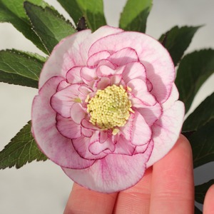 WS26-079 クリスマスローズ ウィンターシンフォニー ライトクレオンピコティセミダブル