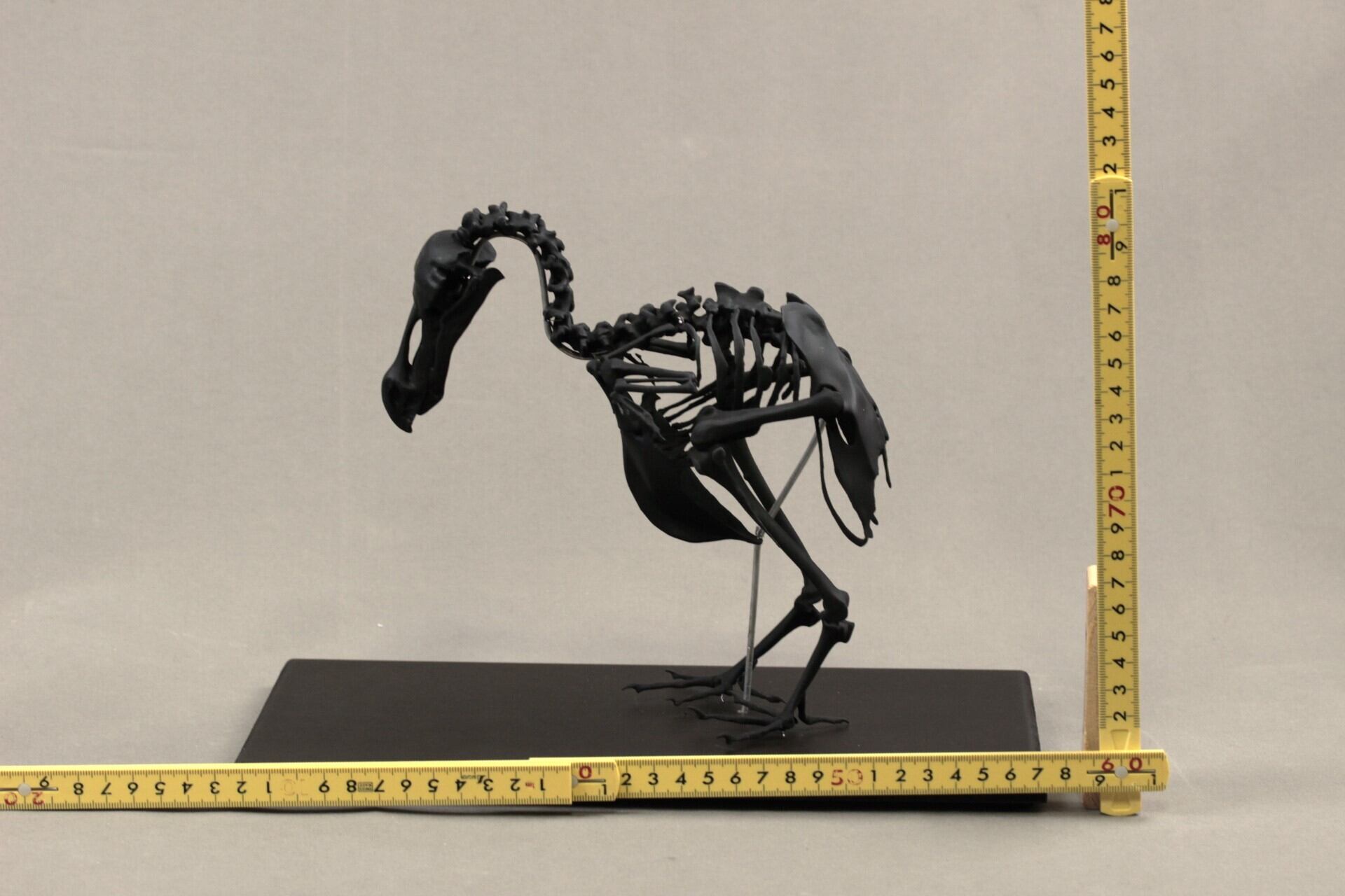 高さ21cm】モーリシャスドードー の縮小全身骨格レプリカ【Dodo