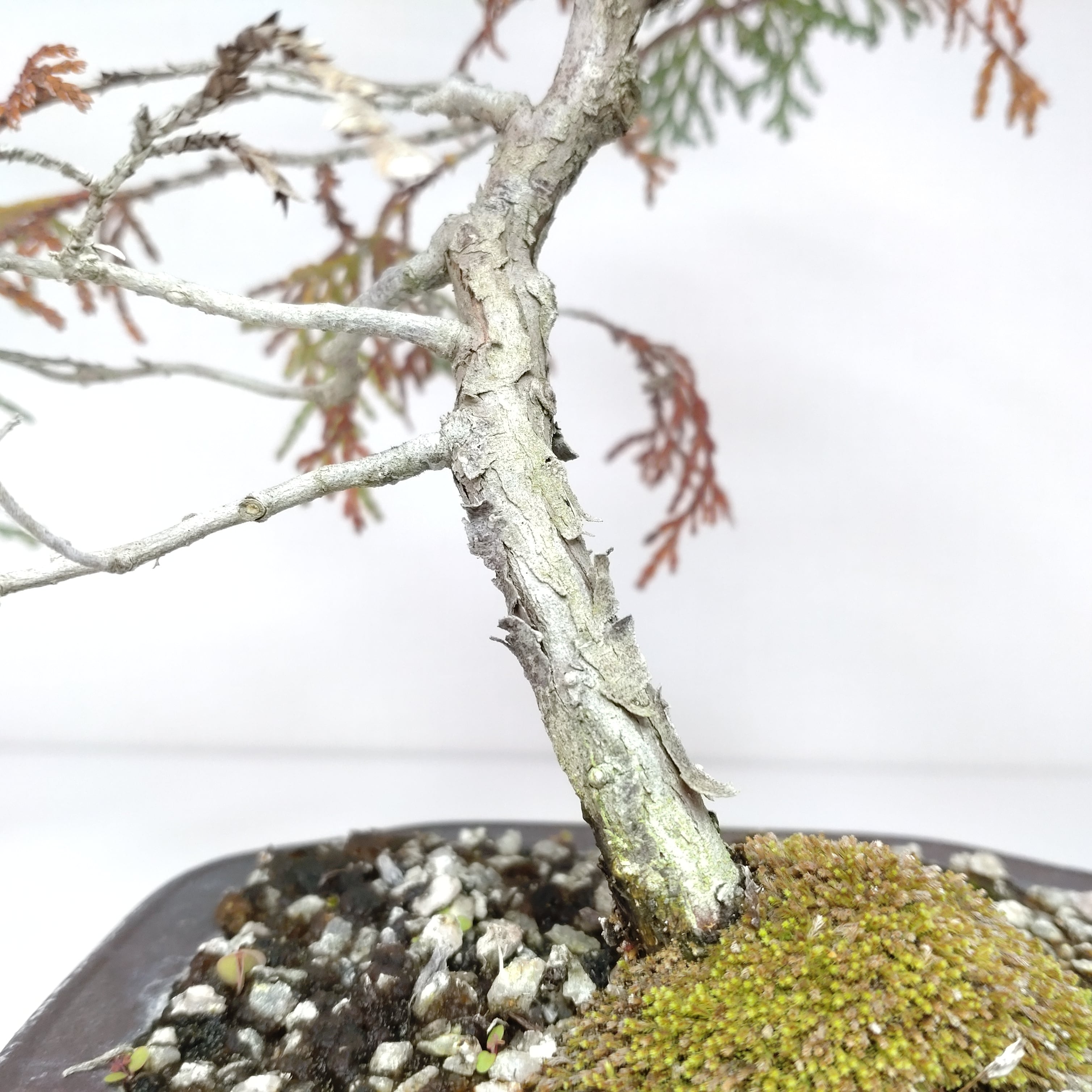 檜（ヒノキ）盆栽 SS004 | 盆栽創【Bonsaisou】