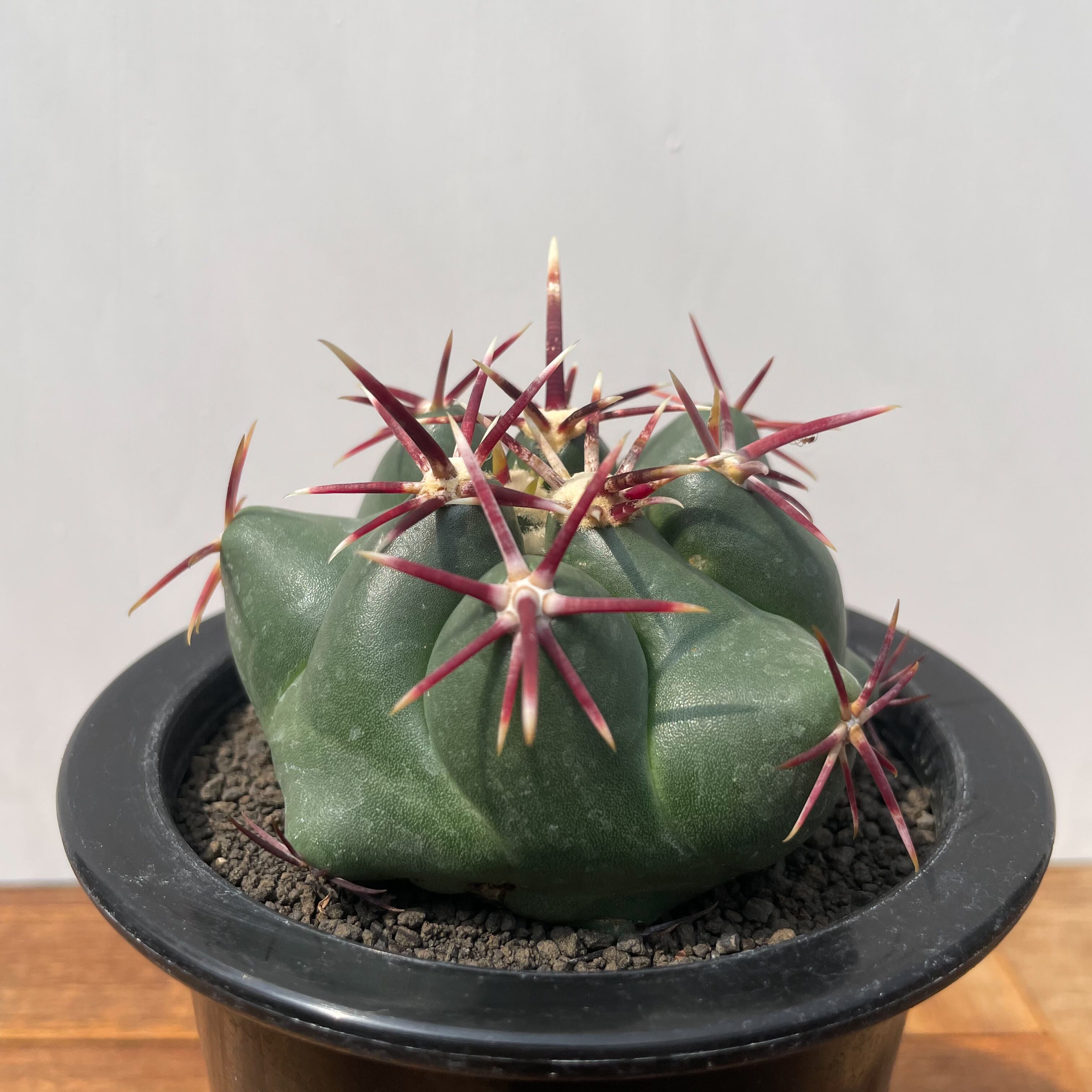 Thelocactus heterochromus【テロカクタス・強棘紅鷹】 | RIMO'S GREEN