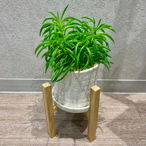 一点もの【ペペロミア・ハッピービーン】｜多肉植物｜ペペロミア｜フラワーギフト