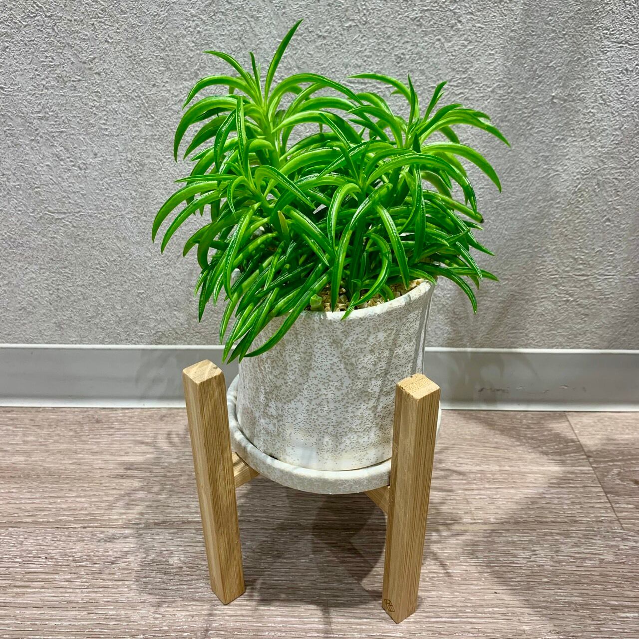 一点もの【ペペロミア・ハッピービーン】|多肉植物|ペペロミア|フラワーギフト