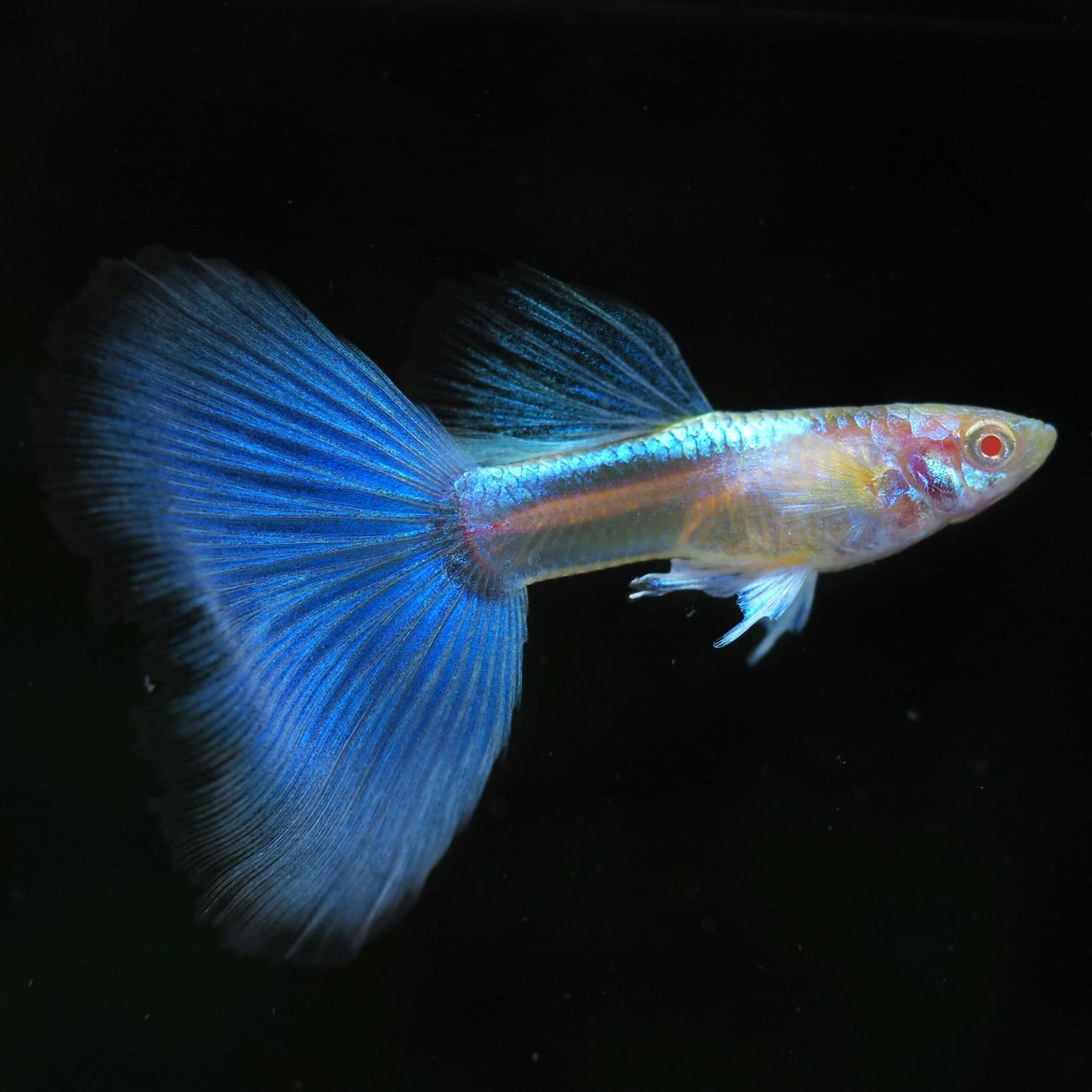 GUPPY | 伊豆グッピーファーム