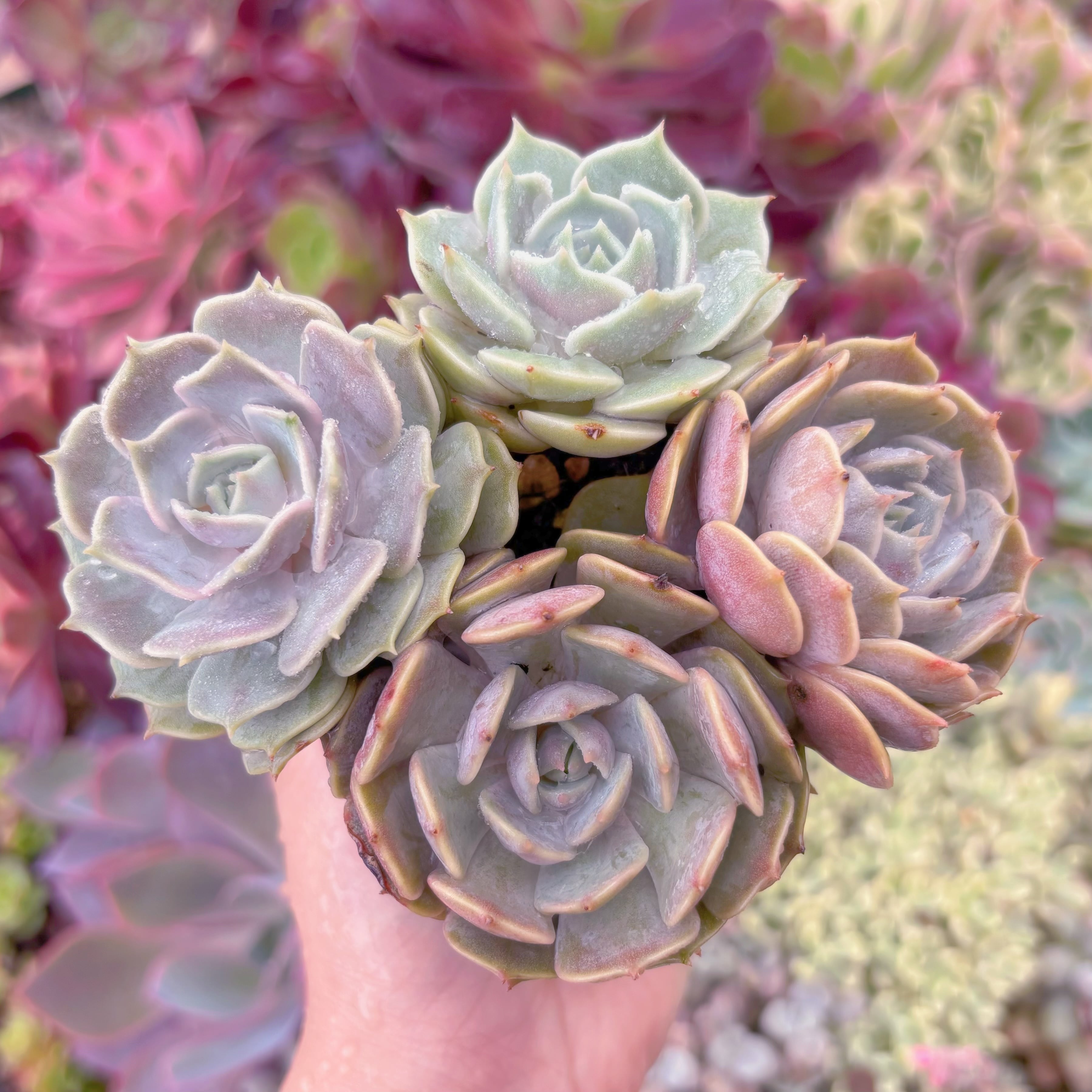 現品　ローラ#F006　るる農園