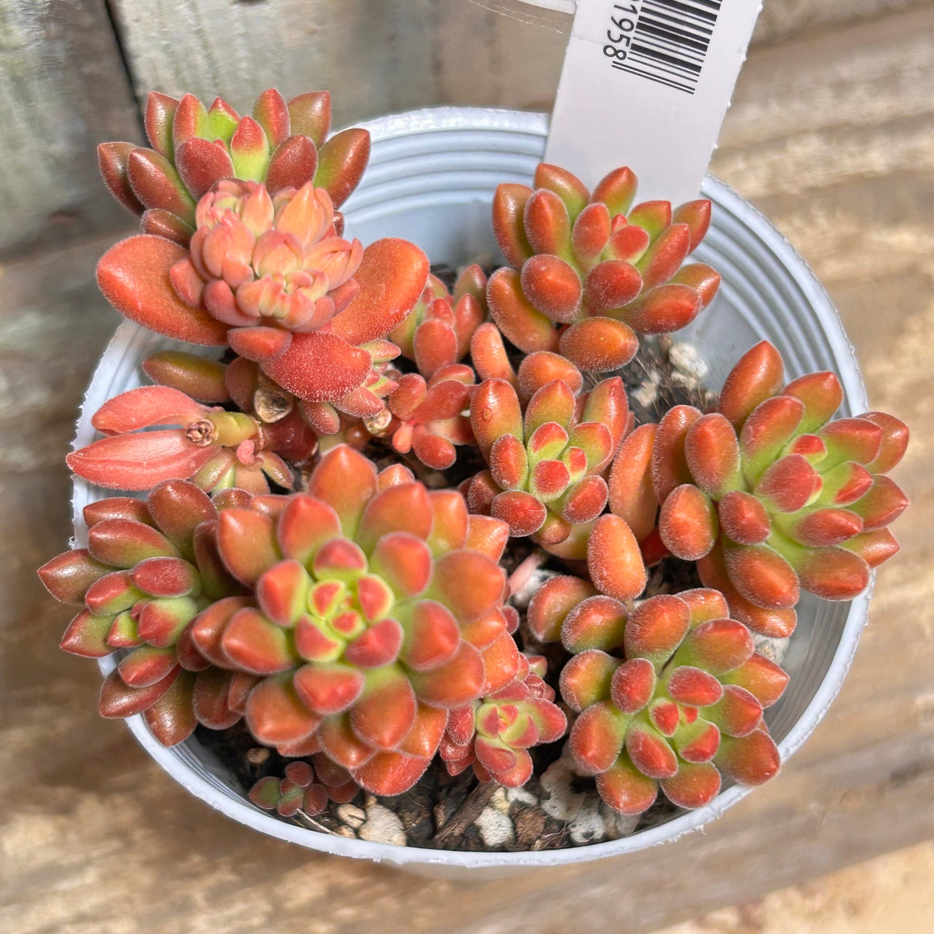 オレンジドリーム | RuPo 多肉植物専門店