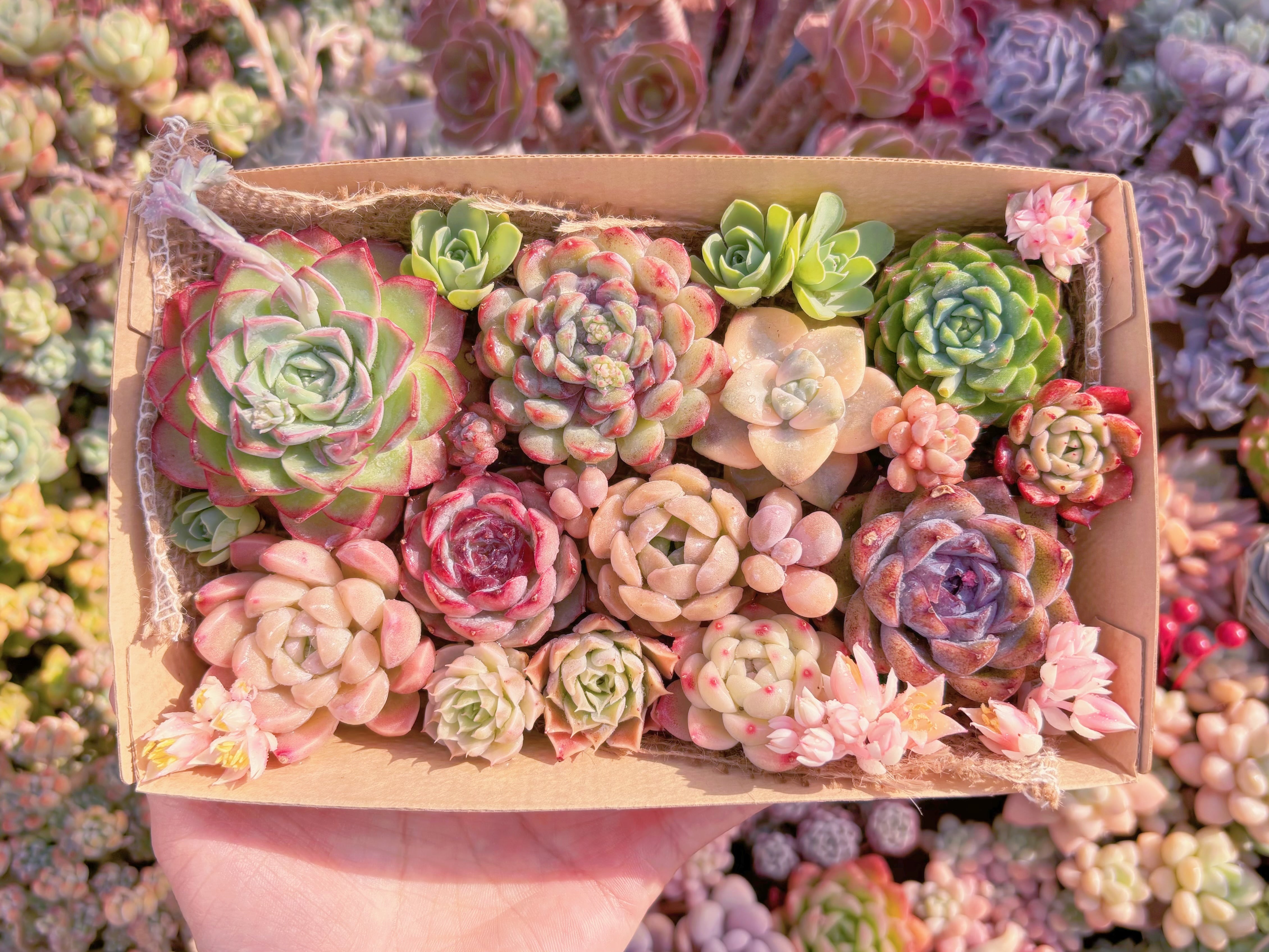 現品　寄せ植えセット#B18　12cmx20cm　るる農園