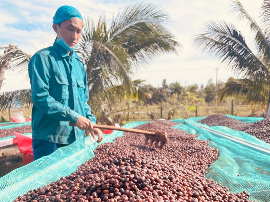 【コーヒー生豆】 ウガンダロブスタカウェリエステートナチュラル5kg送料無料
