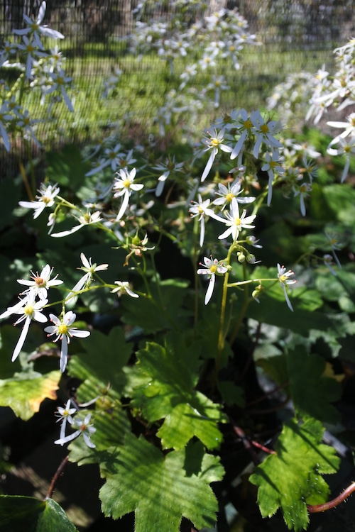 ミヤマダイモンジソウ（深山大文字草）９ｃｍポット【山野草】【花苗】【通販】【販売】の画像