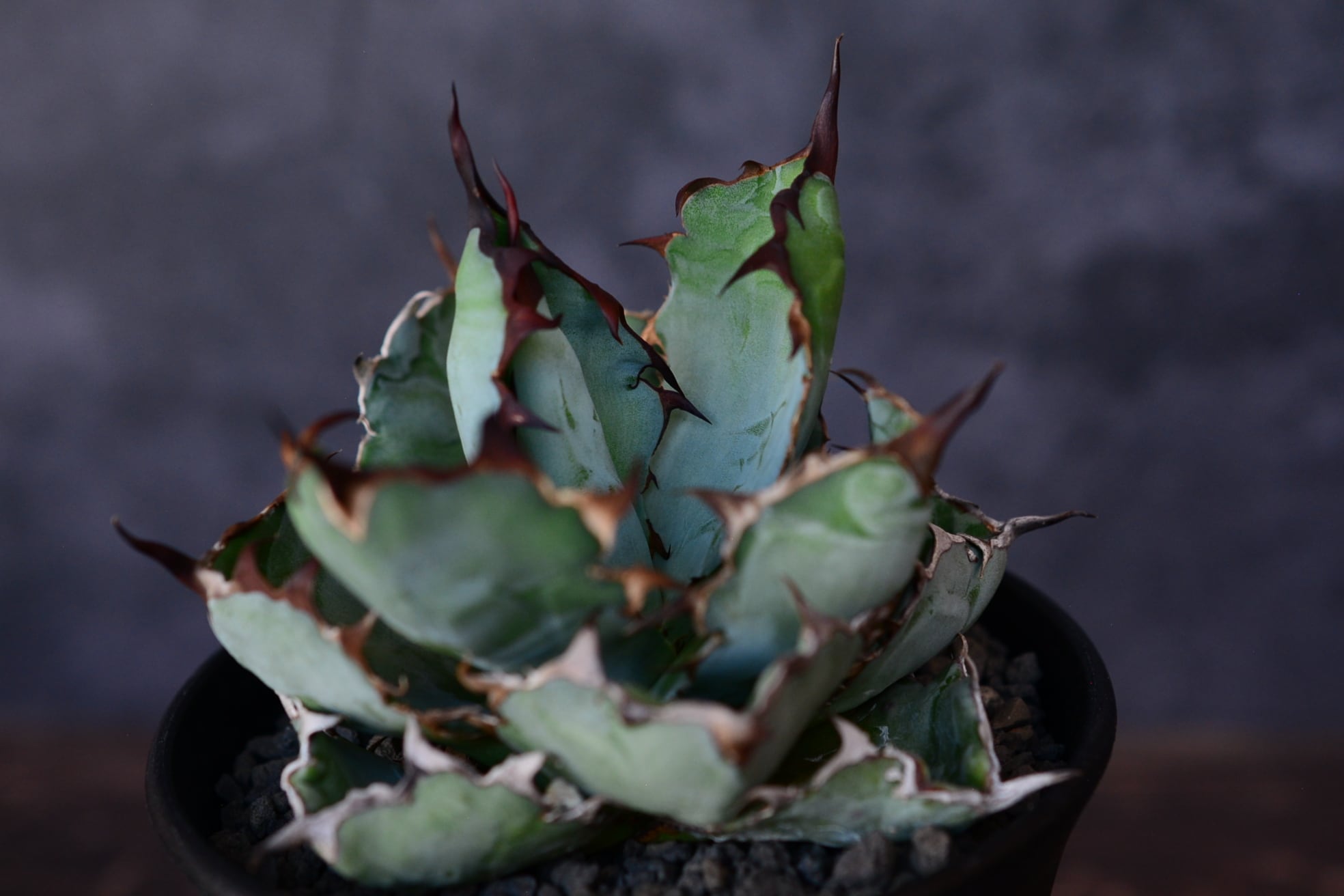アガベ チタノタ ブラック＆ブルー | N collect plants