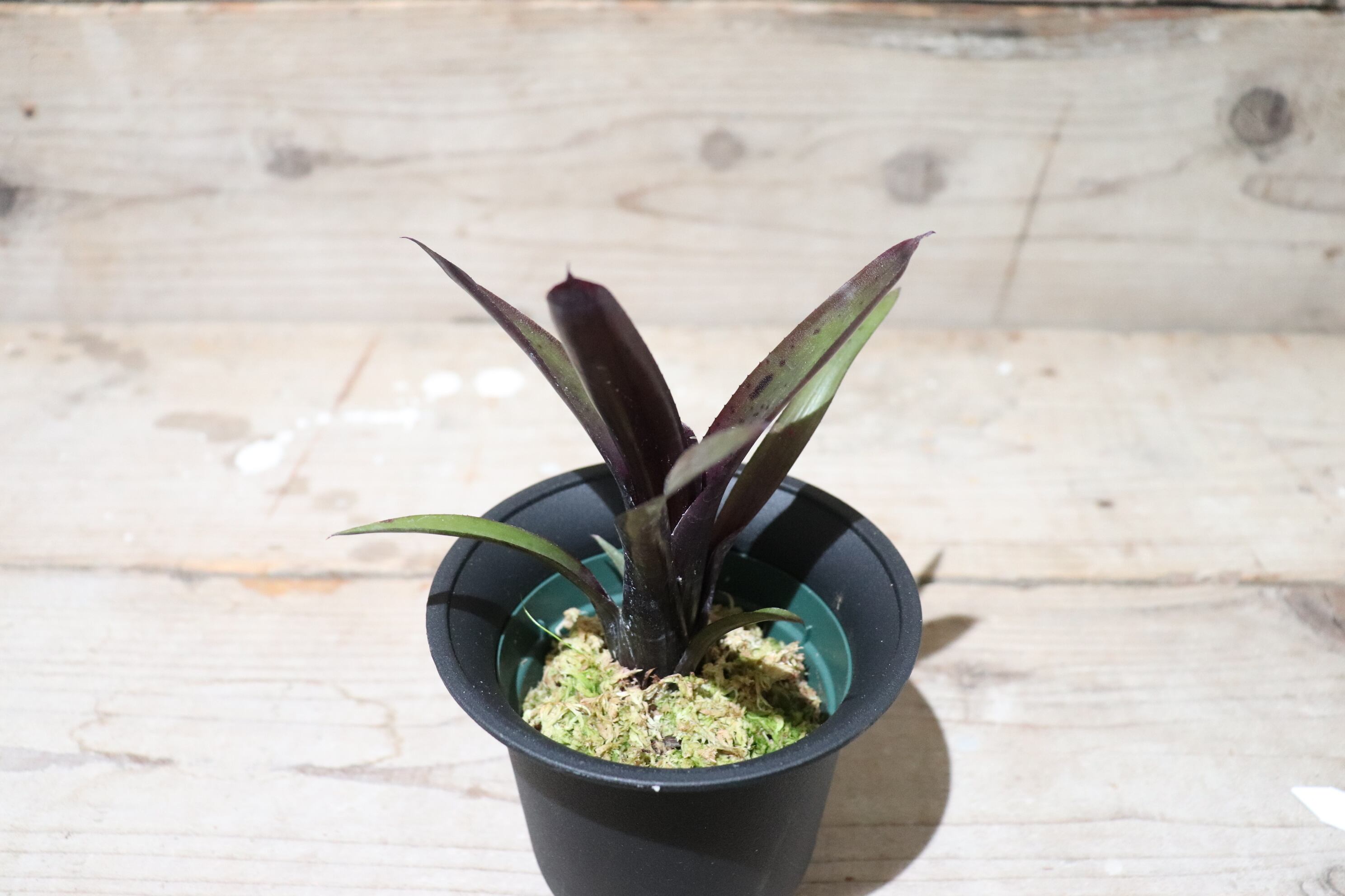 送料無料】Neoregelia 'Tar Baby' BCR7421(G.Hendrix)〔ネオレゲリア